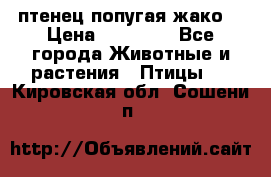 птенец попугая жако  › Цена ­ 60 000 - Все города Животные и растения » Птицы   . Кировская обл.,Сошени п.